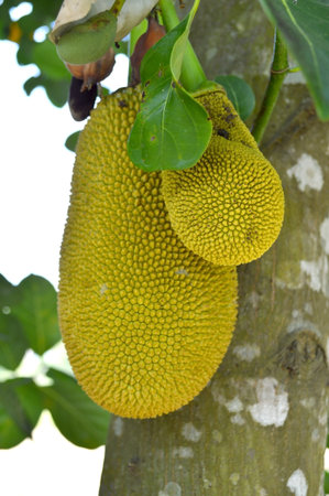 Jackfruit