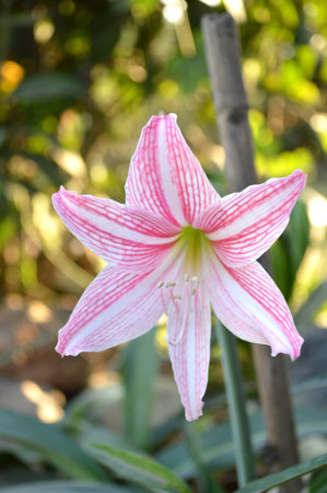 Pink hippeastrumの写真素材