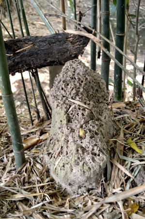 Termite mound in the field