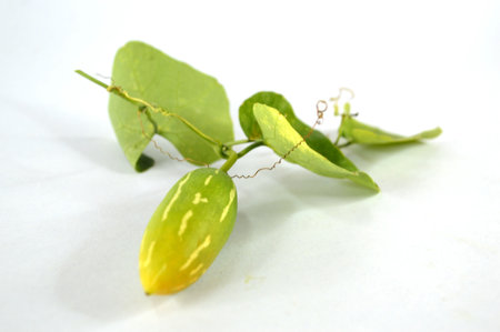 Coccinia grandis, Ivy gourd, Cucurbitaceae