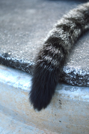 tail catの写真素材