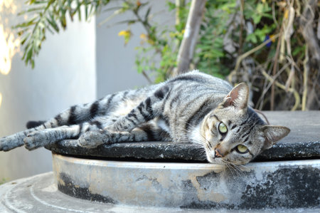 Lazy catの写真素材