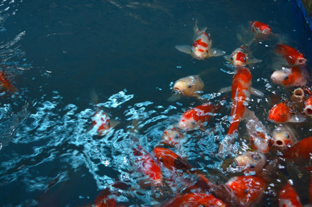 Colorful Koi or carp in waterの写真素材