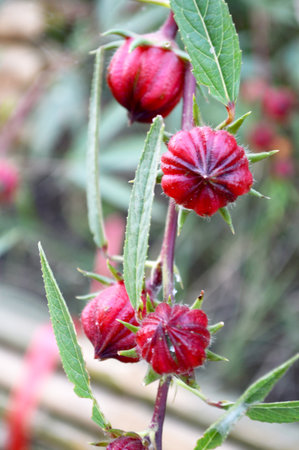 Roselleの写真素材