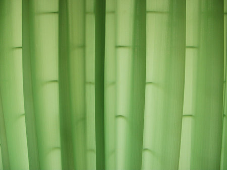 green blindsの写真素材