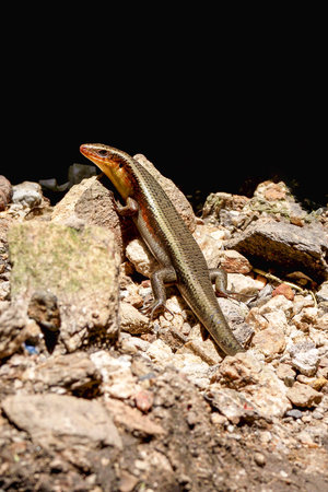 iguana