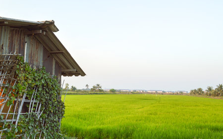 cottage Zinc is middle infieldの写真素材