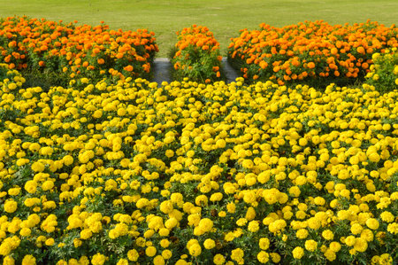 marigold flower fieldの写真素材