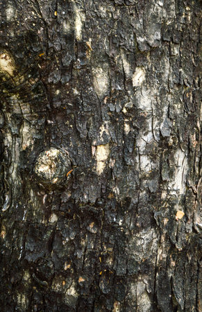 Tree bark texture