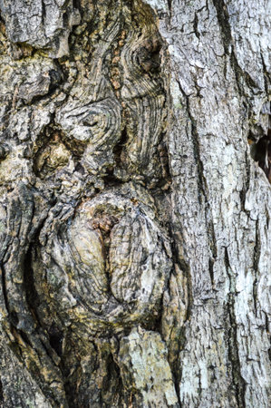 Tree bark texture
