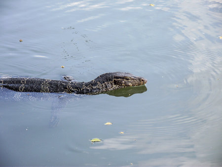 Lizard is swimming in the pond 