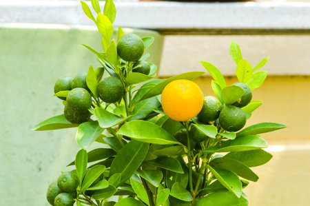 orange Mandarin tree