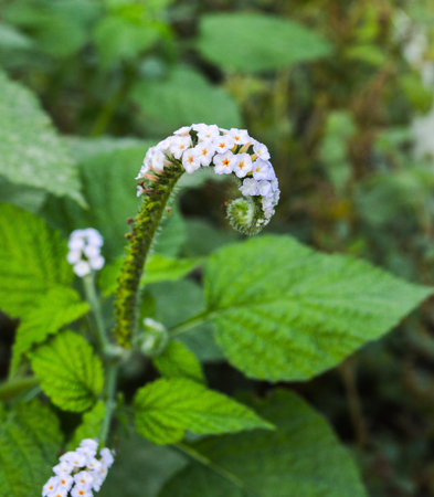 Heliotropium indicum の写真素材