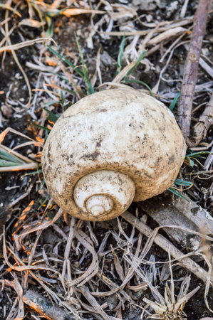 shellの写真素材