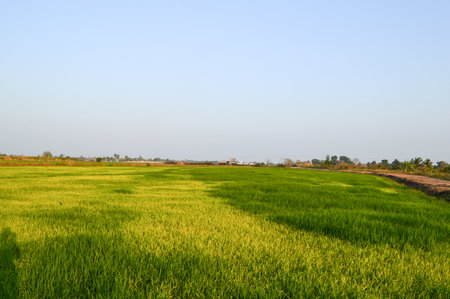 Green fields in Thailand の写真素材
