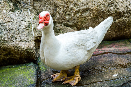 water duck の写真素材