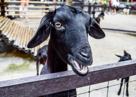black goatの写真素材