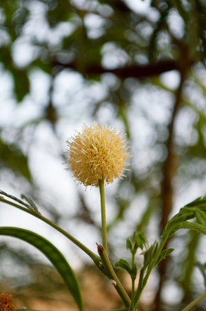 acacia bloom