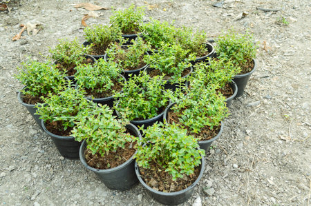 Trees for planting in potsの写真素材