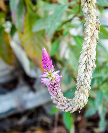 cockscomb の写真素材