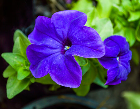 Ruellia tuberosaの写真素材