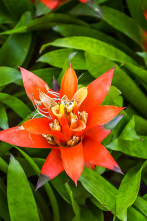 Red Bromeliads flower の写真素材