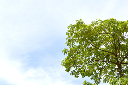 green leaf on cloudy blue sky 