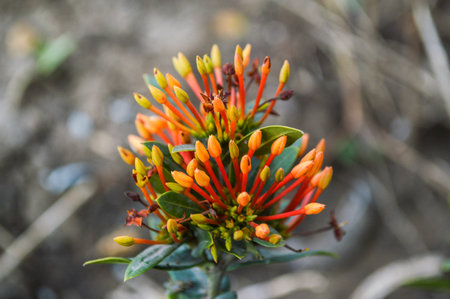 Red Ixora flower 