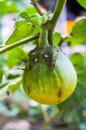 green and yellow eggplant の写真素材