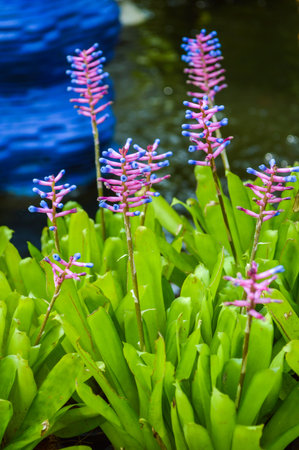 bromeliad flower の写真素材