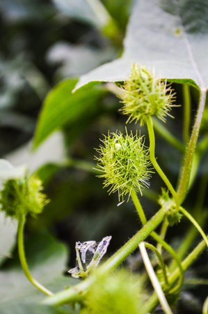Bush Passion fruit in Rainforest of Thailand の写真素材