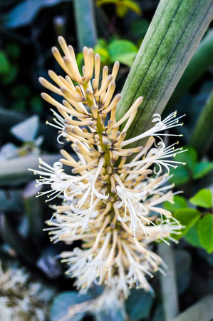 Sansevieria cylindrica Bojer flowerの写真素材