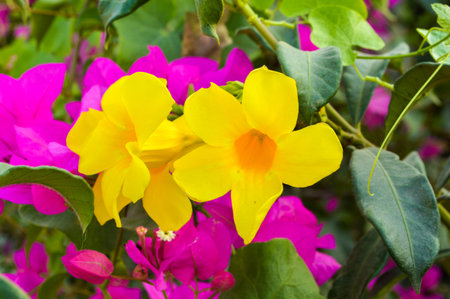yellow cathartic flowerの写真素材