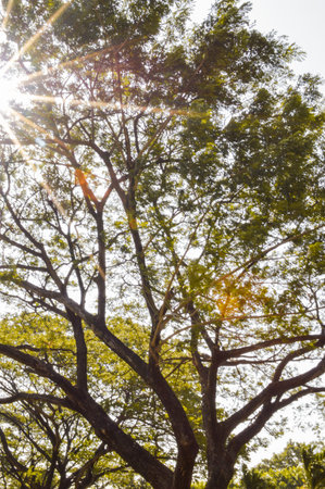 light from slit of leafの写真素材