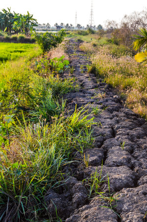 pathway among rice field 