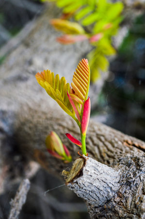Tamarind leaf 