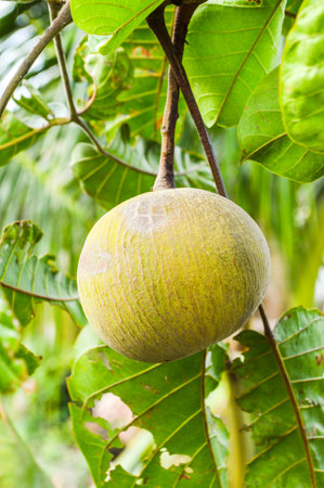 Krathon or Santol fruit on tree