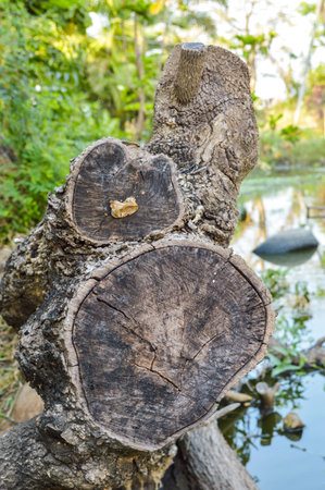 dry tamarind wood の写真素材