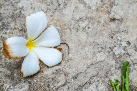Frangipani flowers  on soil floor の写真素材