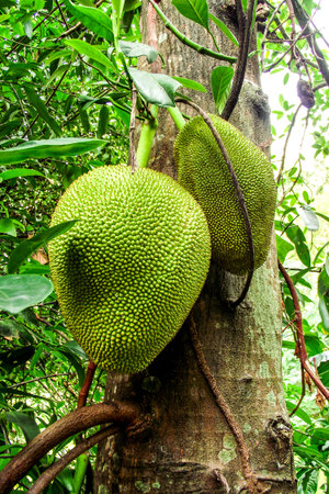 green Jackfruit の写真素材