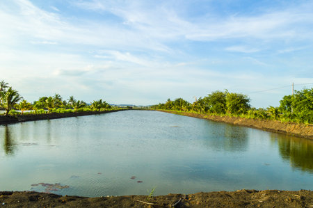 fish ponds の写真素材