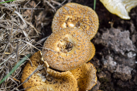 Mushrooms の写真素材