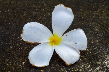 frangipani flowers on the floor の写真素材