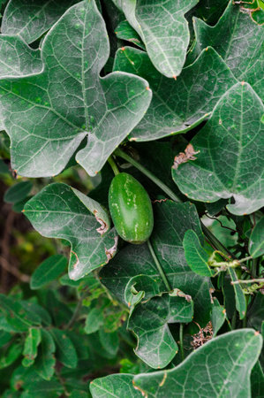 Organic ivy gourd fruit plant の写真素材