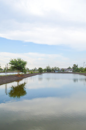 fish ponds 