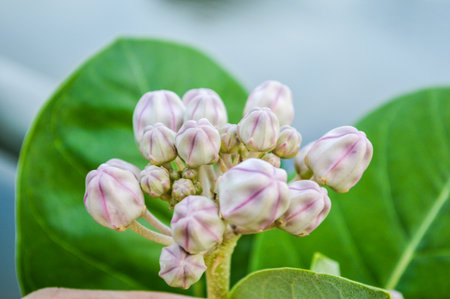 milkweed flower の写真素材