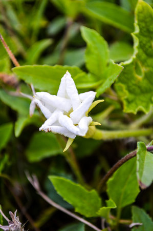 Star white flowerの写真素材