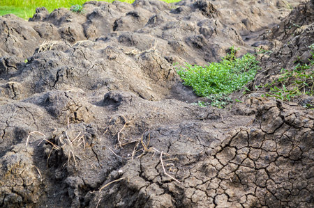 agricultural soil for agriculture and organically grown 
