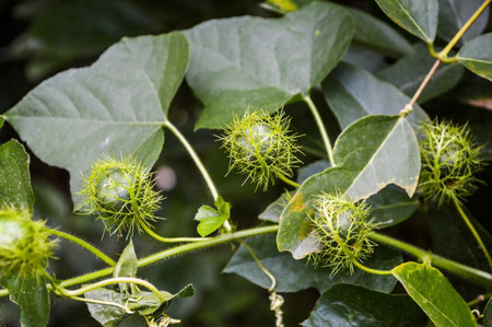 Bush Passion fruit in Rainforest of Thailand の写真素材