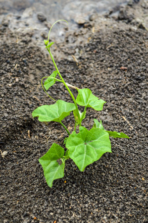 tael tree の写真素材